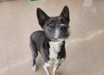 Simon -  Dutch Shepherd and Australian Kelpie Dog for Adoption in Houston, Texas - Simon | PetCurious