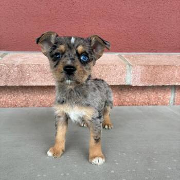 Australian Terrier Dogs Available for Adoption in San Antonio, Texas - Daisy | PetCurious