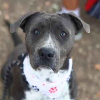 HERCULES -  American Staffordshire Terrier Dog for Adoption in San Antonio, Texas - HERCULES | PetCurious