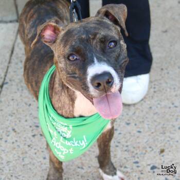 Rescue Boxer and Shepherd Dogs for Adoption in Washington, District Of Columbia - Celeste | PetCurious