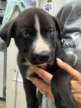 Spike -  American Staffordshire Terrier and Husky Dog for Adoption in St. George, Utah - Spike | PetCurious