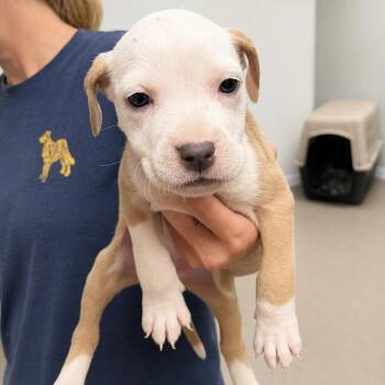 Yzma -  American Staffordshire Terrier Dog for Adoption in Portland, Maine - Yzma | PetCurious