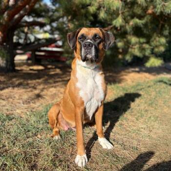 Meeka--In Foster -  Boxer and Mixed Breed Dog for Adoption in Fargo, North Dakota - Meeka--In Foster | PetCurious