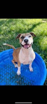 Rescue American Bulldog and American Staffordshire Terrier Dogs for Adoption in Fresno, California - Cookie Mama | PetCurious