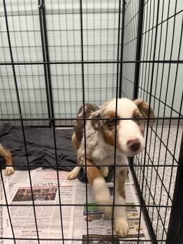 Rescue Australian Shepherd Dogs for Adoption in Auburn, Indiana - Wilbur | PetCurious