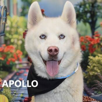 Rescue Husky Dogs for Adoption in Yuma, Arizona - Apollo | PetCurious