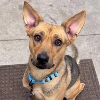 Poncho -  German Shepherd Dog and Pit Bull Terrier Dog for Adoption in Hackensack, Minnesota - Poncho | PetCurious