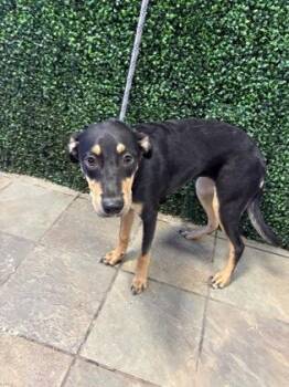 61385074 -  Mixed Breed Dog for Adoption in El Paso, Texas - 61385074 | PetCurious