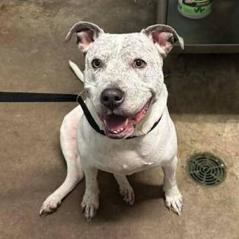 Australian Cattle Dog Blue Heeler Dogs Available for Adoption - Thea | PetCurious