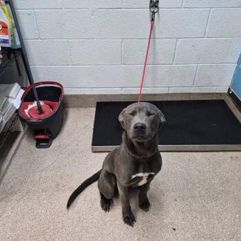 Pit Bull Terrier and Mixed Breed Dogs Available for Adoption - Buck | PetCurious