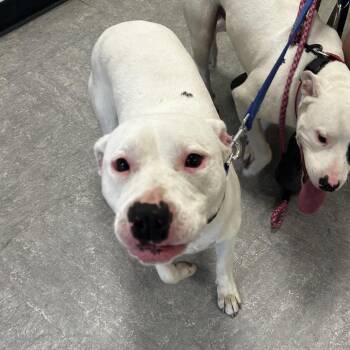Winter White -  Pit Bull Terrier Dog for Adoption in Philadelphia, Pennsylvania - Winter White | PetCurious