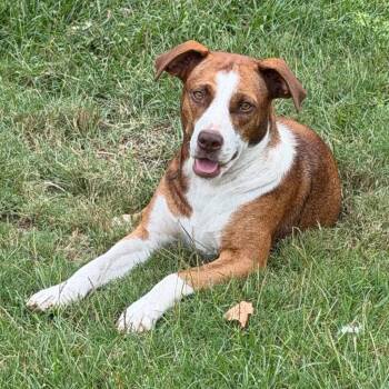 Sassie -  Hound and Terrier Dog for Adoption in Bloomfield, Connecticut - Sassie | PetCurious
