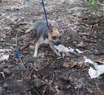 PICHI -  Chihuahua Dog for Adoption in Doral, Florida - PICHI | PetCurious