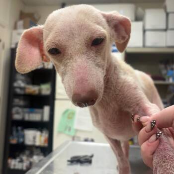 Diet Coke -  Dachshund Dog for Adoption in Pekin, Illinois - Diet Coke | PetCurious