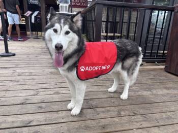 Rescue Husky Dogs for Adoption in Pflugerville, Texas - Scout | PetCurious