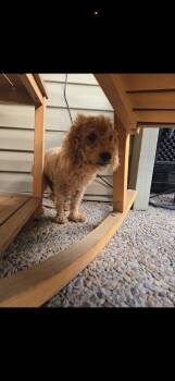Miniature Poodle Dogs Available for Adoption - Copper | PetCurious