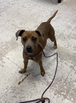 Chihuahua Dogs Available for Adoption in Salt Lake City, Utah - Hades | PetCurious