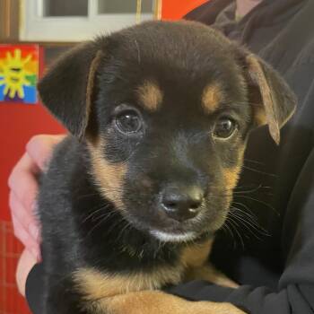 Australian Shepherd Dogs Available for Adoption - Dory | PetCurious