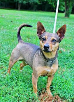 Gizmo -  Chihuahua and Mixed Breed Dog for Adoption in Morton Grove, Illinois - Gizmo | PetCurious
