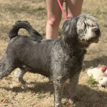 Poodle and Sheep Dog Dogs Available for Adoption - STELLA | PetCurious
