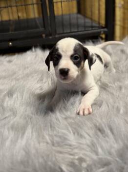 Border Collie and Labrador Retriever Dogs Available for Adoption in Lutz, Florida - Madi | PetCurious