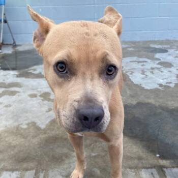Clarabelle -  Pit Bull Terrier Dog for Adoption in Hawthorne, California - Clarabelle | PetCurious