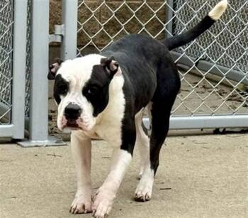 Pit Bull Terrier Dogs Available for Adoption in Aurora, Illinois - ESMERALDA | PetCurious