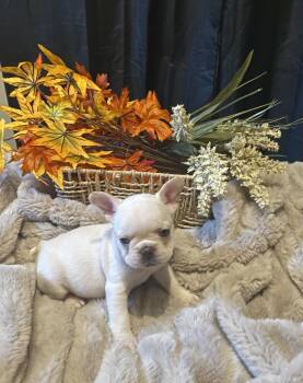 Minnie -  French Bulldog Dog for Sale in Bailey, Colorado - Minnie | PetCurious