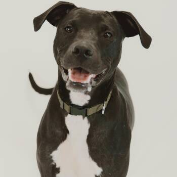 Zeedo -  Labrador Retriever and Pit Bull Terrier Dog for Adoption in Krum, Texas - Zeedo | PetCurious