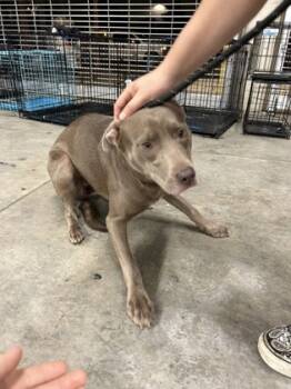 Rescue Terrier and Mixed Breed Dogs for Adoption in Fort Worth, Texas - 59675870 | PetCurious