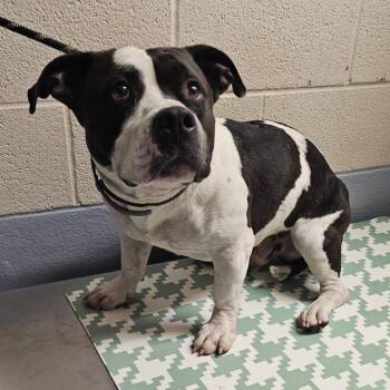Pit Bull Terrier Dogs Available for Adoption in Concord, North Carolina - Shortstack | PetCurious