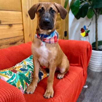 Atlas Moose the Floppy Eared Goober -  German Shepherd Dog and Bloodhound Dog for Adoption in Friendswood, Texas - Atlas Moose The Floppy Eared Goober | PetCurious