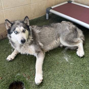 Husky Dogs Available for Adoption - Mya 5286 | PetCurious