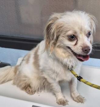 Maltese Dogs Available for Adoption in Lawrenceville, Georgia - Pen 239 | PetCurious