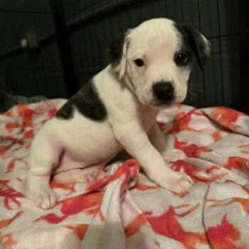 American Staffordshire Terrier and Mixed Breed Dogs Available for Adoption - Flower | PetCurious