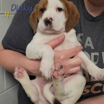 Dinky -  Hound and Mixed Breed Dog for Adoption in Parkersburg, West Virginia - Dinky | PetCurious