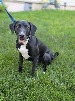 Yukie -  Labrador Retriever Dog for Adoption in Orland Park, Illinois - Yukie | PetCurious