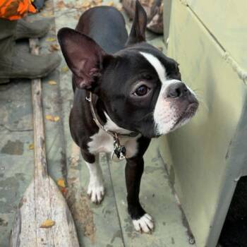 Boston Terrier Dogs Available for Adoption - Rooster  | PetCurious