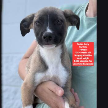 Tartan Army -  Black Mouth Cur Dog for Adoption in Oviedo, Florida - Tartan Army | PetCurious