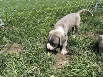 Lynn -  Pit Bull Terrier Dog for Adoption in Stahlstown, Pennsylvania - Lynn | PetCurious