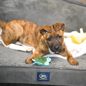 Mountain Cur and Catahoula Leopard Dog Dogs Available for Adoption - Rain | PetCurious