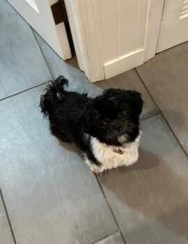 Rescue Shih Tzu Dogs for Adoption in Fanwood, New Jersey - Thumper | PetCurious