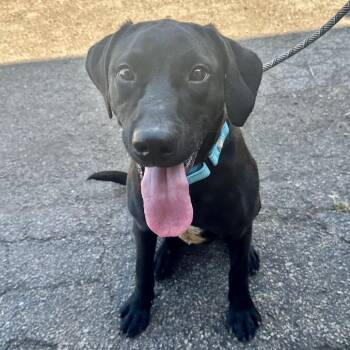 Choo Choo K 10 -  Black Labrador Retriever and Mixed Breed Dog for Adoption in Union, Missouri - Choo Choo K 10 | PetCurious