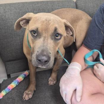 Sakura -  Black Mouth Cur Dog for Adoption in Cleveland, Mississippi - Sakura | PetCurious