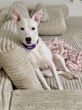 Pit Bull Terrier and Hound Dogs Available for Adoption - June | PetCurious