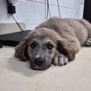 Tickles -  Mixed Breed Dog for Adoption in Ardmore, Oklahoma - Tickles | PetCurious