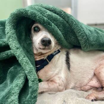 Ozzy -  Jack Russell Terrier Dog for Adoption in Freeport, Florida - Ozzy | PetCurious