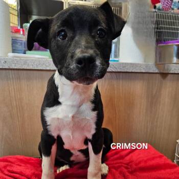 Mixed Breed Dogs Available for Adoption in Madisonville, Tennessee - Crimson | PetCurious