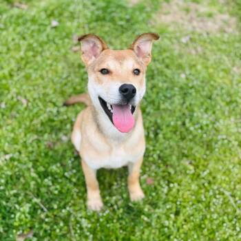 Shepherd and Mixed Breed Dogs Available for Adoption - Sullivan | PetCurious