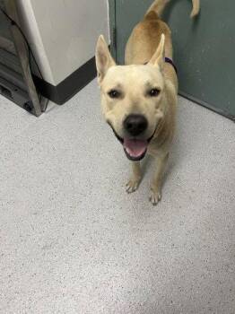 Tiburon -  Mixed Breed Dog for Adoption in Oakland, California - Tiburon | PetCurious